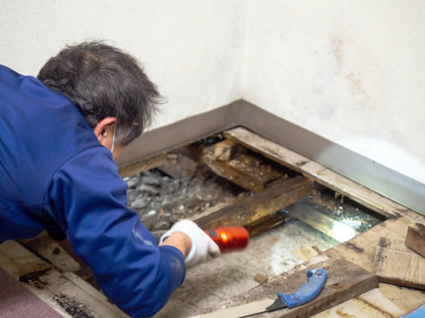 Best Mold Damage Repair  in Warsaw, IL