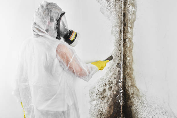 Home Mold Removal in Warsaw, IL