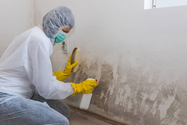 Best Professional Mold Removal  in Warsaw, IL