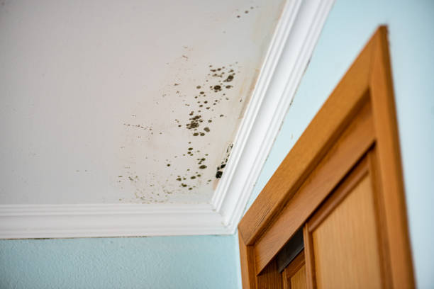 Best Attic Mold Removal  in Warsaw, IL