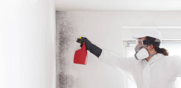 Best Professional Mold Removal  in Warsaw, IL