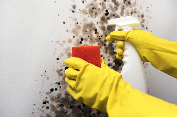 Best Residential Mold Removal  in Warsaw, IL