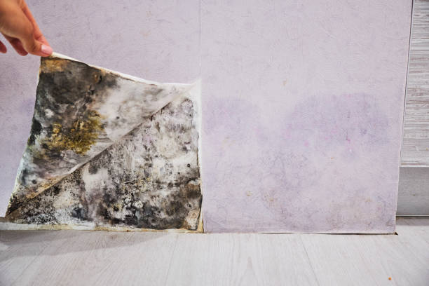 Best Mold Remediation Services  in Warsaw, IL